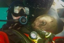 Santa Barbara Coroner Identifies Deceased Diver as Missing Ventura Man