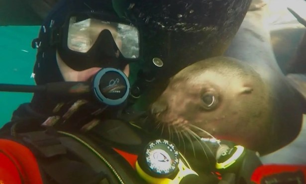 Santa Barbara Coroner Identifies Deceased Diver as Missing Ventura Man