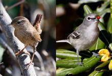 Santa Barbara Birding: Christmas Count Coming Soon
