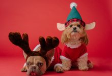 Santa Barbara Humane Offers Tips For Keeping Pets Safe and Healthy During the Holiday Season