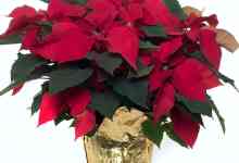 Elks Lodge Poinsettia Sale to Benefit Children with Special Needs
