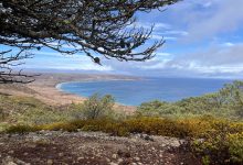 S.B. Botanic Garden Symposium: Celebrating Recovery on the Channel Islands