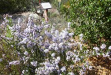Lompoc Botanic Garden Care Day
