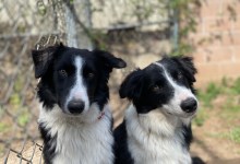 Santa Barbara Humane Spotlights 2022 as Banner Year for Services and Impact