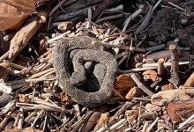 Carpinteria Warns Beachgoers to Beware of Rattlesnakes Among Storm Debris