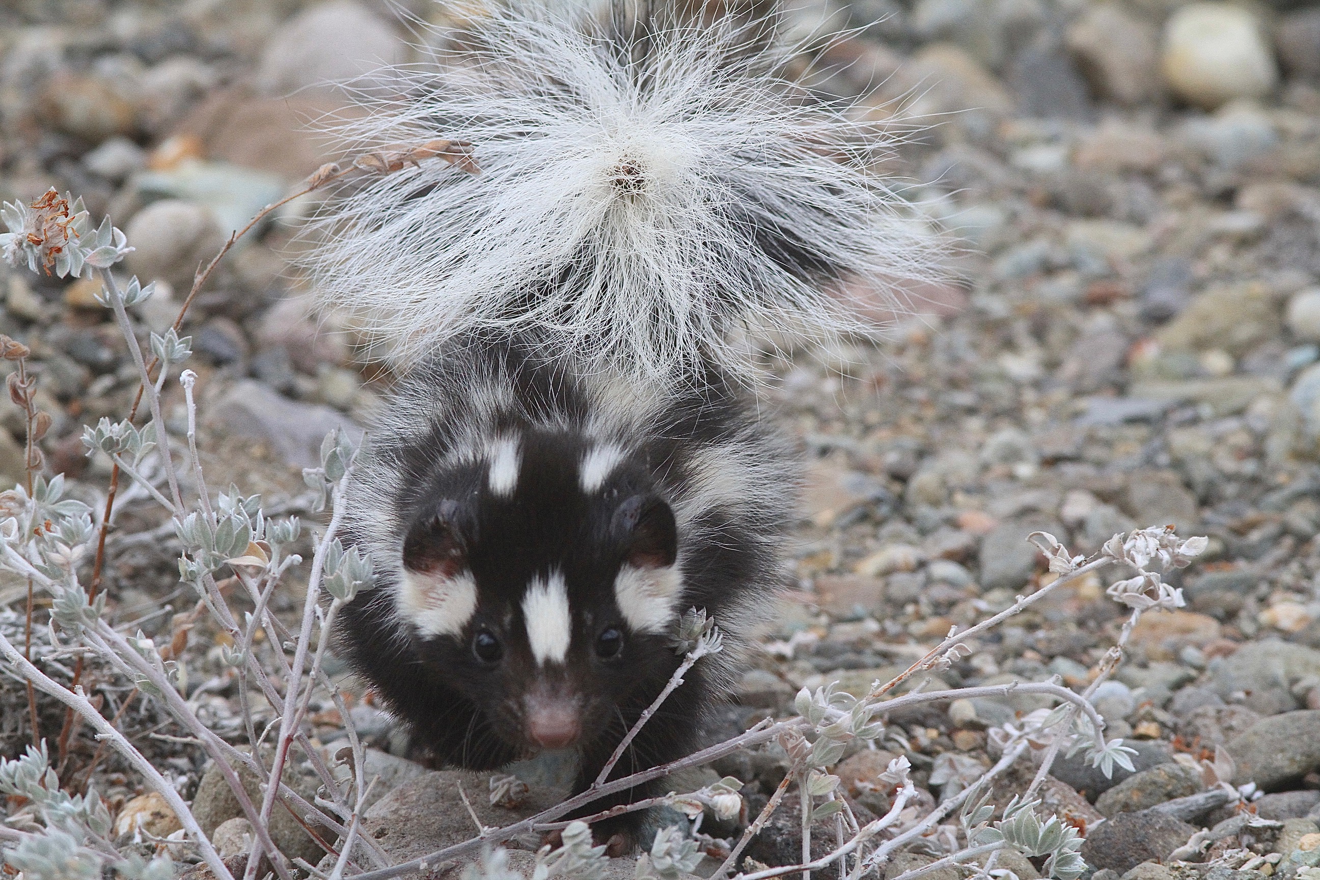 The Secretive Island Skunks of Santa Cruz and Santa Rosa Islands - The