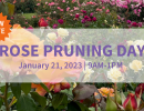 Rose Pruning Day at Mission Historical Park- Sat. January 21.