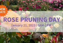 Rose Pruning Day at Mission Historical Park- Sat. January 21.