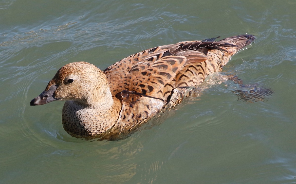 Santa Barbara Birding | A Tale of Two Counts