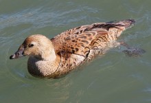 Santa Barbara Birding | A Tale of Two Counts