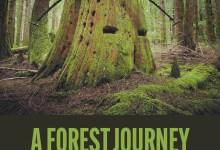 “A Forest Journey Conversation”