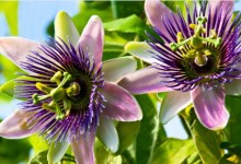 The Home Page | Hushing the House