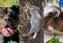 Sunny, Ace, and Latte