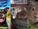 Dwayne, Mac, Dandy Bun, and Cookie