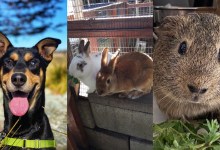 Dwayne, Mac, Dandy Bun, and Cookie