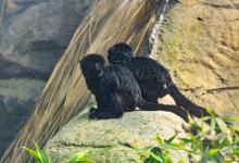 Santa Barbara Zoo Welcomes Two Goeldi’s Monkeys