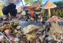 Full Belly Files | Mushroom Mania