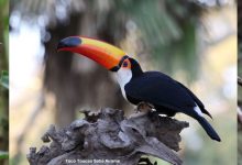 Program: Unforgettable Birds of Brazil