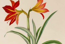 Drawn by a Lady: Early Women Illustrators