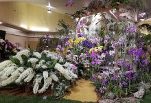 The Santa Barbara International Orchid Show Returns in Full Bloom