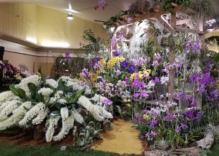 The Santa Barbara International Orchid Show Returns in Full Bloom