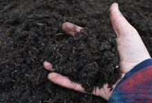 Biochar: Its Pluses and Minuses