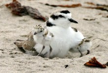 Snowy Plover Docent Training