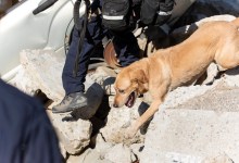 Two Dogs Who Searched for Survivors After Montecito’s 1/9 Debris Flow Deployed to Turkey