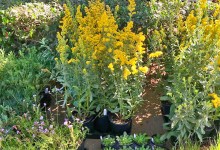 Member Preview: Native Plants at SB Botanic Garden