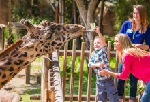 Santa Barbara Zoo’s Beloved Masai Giraffe, Michael, Dies at Age 16