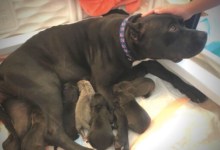 SBCAS Publica El Informe Anual 2022