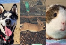 Baxter, Turnpike, and Emmet