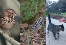 Cats and Birds: Not a Good Mix