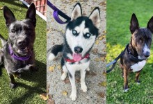 Knox, Monty, and Marlee