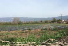 Will Santa Barbara County Endorse Building on Farmland?