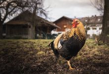 Wild Birds with Avian Flu Found in Santa Barbara County