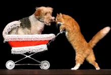 Comedy Pet Theater Comes to Santa Barbara