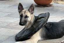 Lola, Griz, Biscuit, Christian, and Persimmon