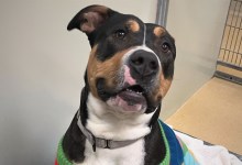 Winter Weather Safety for Pets