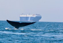 More Ships than Ever Slowed Down to Protect Blue Whales and Blue Skies in 2022