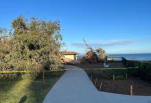 Giant Eucs Down at Santa Barbara’s Shoreline Park