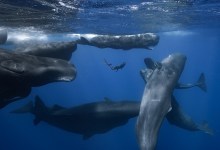 SBIFF’s Daily Free Film – Thursday Feb 16th