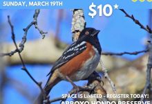 Birding with Ted Mullen