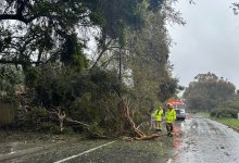 Hundred-Foot Eucalyptus Falls on Calle Real in Goleta During Tuesday Storm