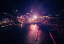 Downed Tree Cleared from Carrillo Street Onramp to Southbound 101