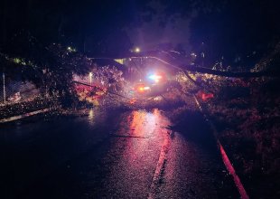 Downed Tree Cleared from Carrillo Street Onramp to Southbound 101