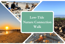 Low-Tide Nature Connection Walk