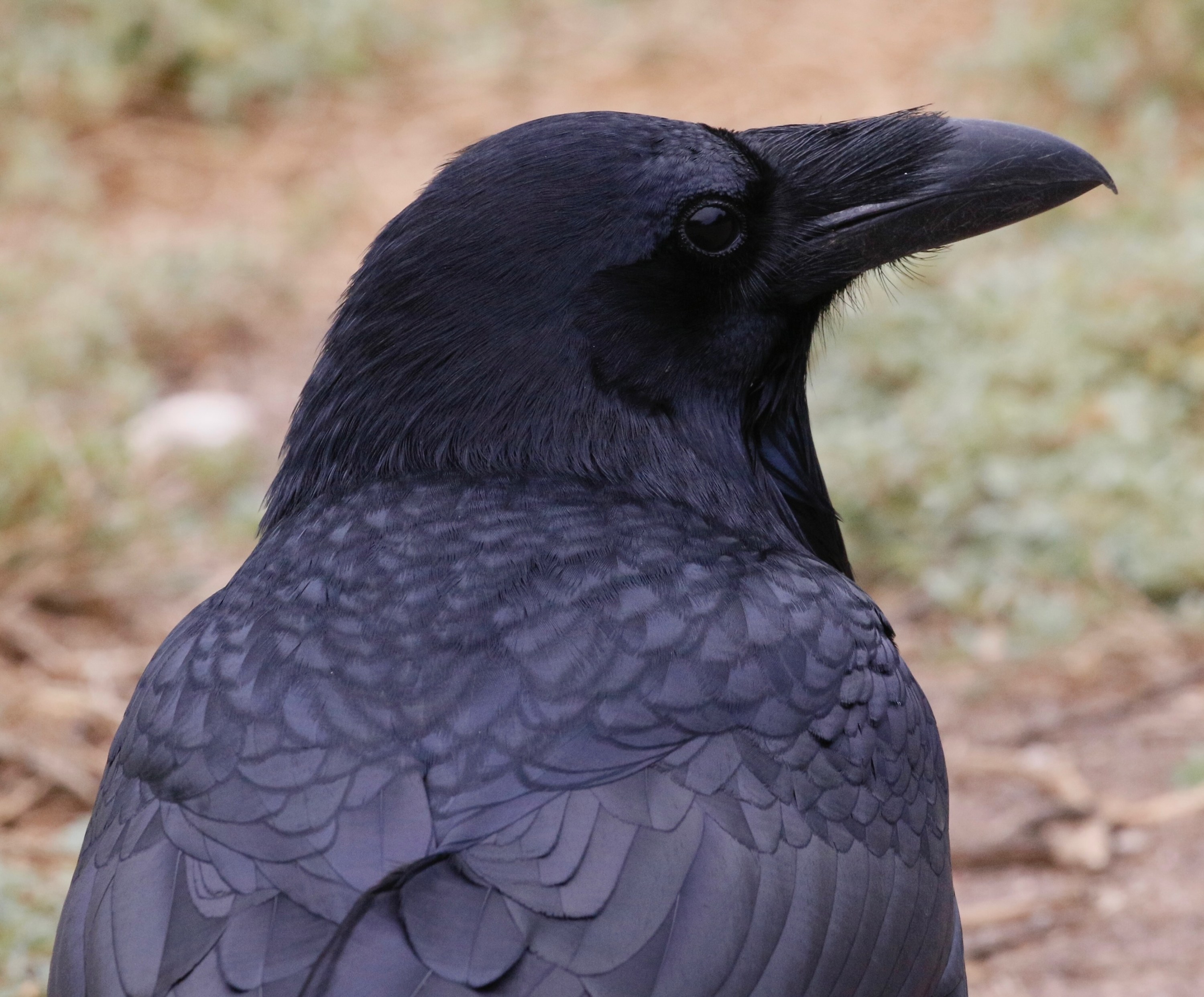 Bird Brains - The Santa Barbara Independent