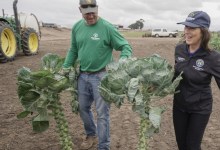 Fighting for Goleta Valley’s Good Land