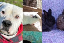 Marshmallow, Poe, Chuey & Polly